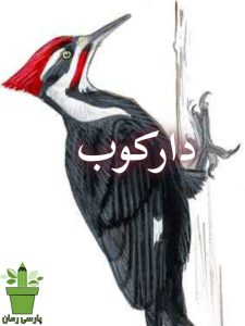 دانلود رمان دارکوب pdf |اثر پاییز