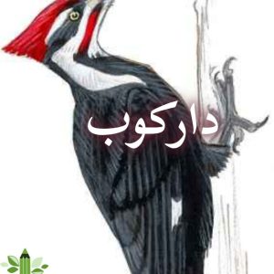 دانلود رمان دارکوب pdf |اثر پاییز